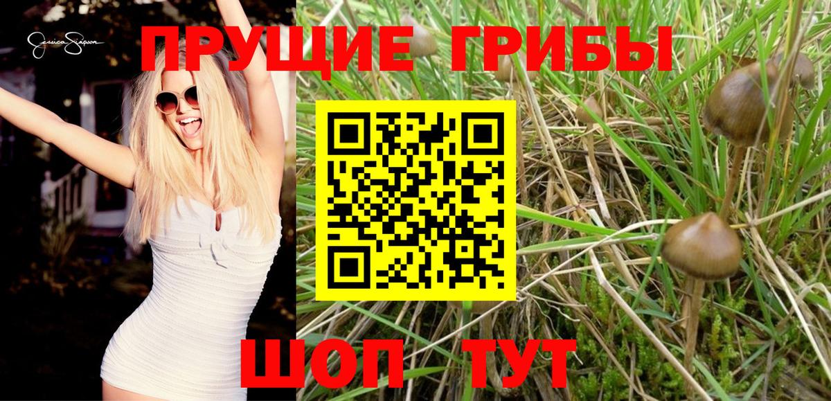Галлюциногенные грибы прущие грибы  Галлюциногенные грибы GOLDEN TEACHER  Петрозаводск  Вход с VPN 
